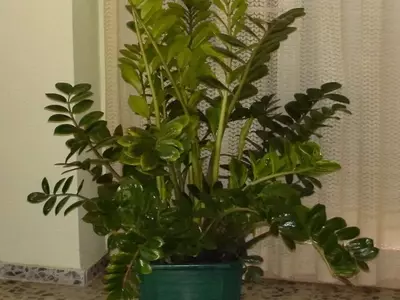 Guía Definitiva para Elegir Plantas de Dormitorio de Baja Luz