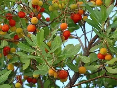 El Madroño: Un Arbusto Versátil y Resiliente para su Jardín