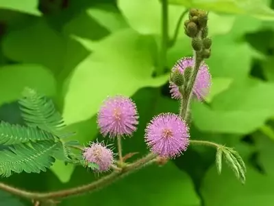 Descubriendo la Mimosa Púdica: La Planta Tímida
