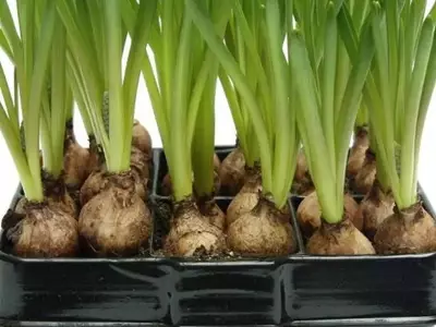 La Fascinante Diversidad y Resistencia de las Plantas Bulbosas