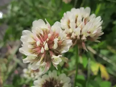 Trébol Blanco: Usos y Beneficios Más Allá del Jardín