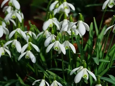 Descubriendo el Galanthus: El Emblemático Mensajero de la Primavera