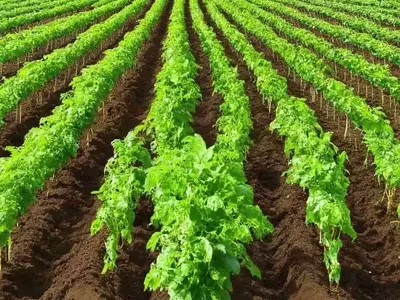 Avance en la Agricultura: IA Revoluciona el Monitoreo de Cultivos con Datos Mínimos