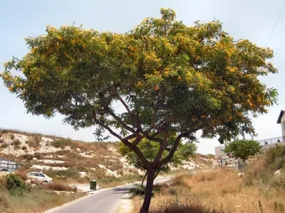 Tipuana tipu: El Árbol Ornamental con Atributos Excepcionales