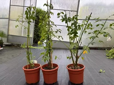 Guía Integral para el Cultivo y Cuidado del Árbol del Coral (Erythrina crista-galli)