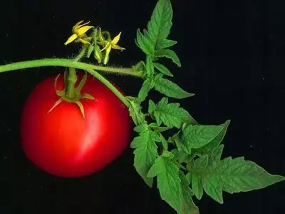 Secretos para una Cosecha Abundante de Tomates