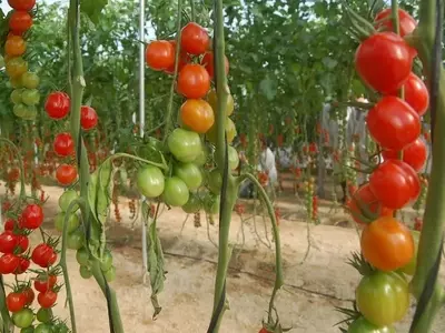 El Tomate de Colgar: Tradición, Cultivo y Sabor en tu Hogar