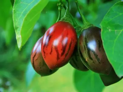 Guía Completa para el Cultivo Exitoso del Tomate de Árbol