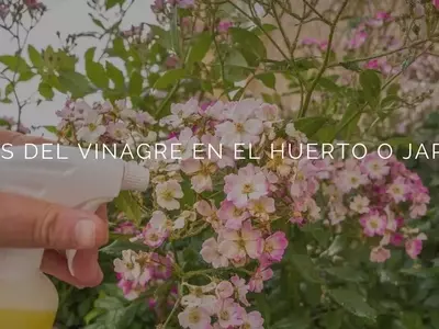 El Vinagre: Un Aliado Esencial para el Cuidado Ecológico de tu Jardín