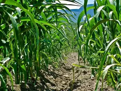 El Debate sobre las Plantas Genéticamente Modificadas: Ventajas y Desafíos