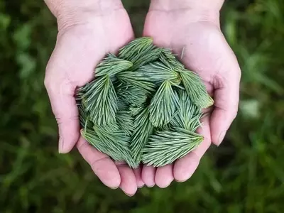 Los Múltiples Usos de las Agujas de Pino: Más Allá del Bosque