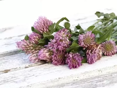 El Poder Oculto de la Naturaleza: Descubriendo los Secretos de las Plantas Medicinales