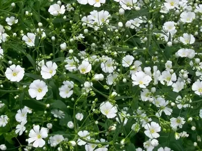 La Gypsophila: Una Belleza Delicada para tu Jardín y Hogar