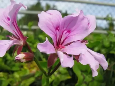Descubriendo la Diversidad de los Geranios para Embellecer tu Jardín