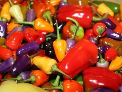 Explorando la Diversidad Culinaria y el Cultivo de los Pimientos