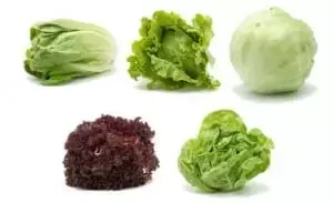 Explorando la Diversidad de las Variedades de Lechuga