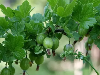 Descubre la Grosella Espinosa: Una Planta Versátil para tu Jardín y Cocina