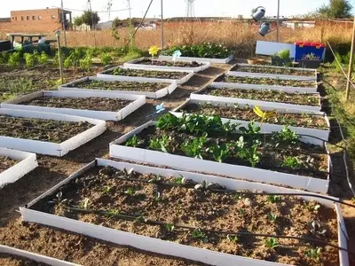 Maximice su Jardín: Guía Completa para la Creación de Camas Elevadas