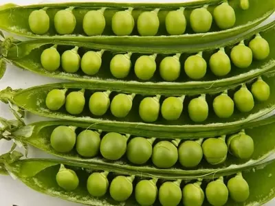 Descubriendo la Diversidad de Guisantes: Una Guía Completa