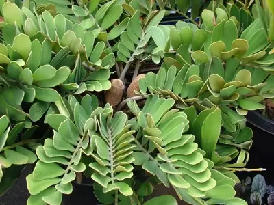 Descubriendo la Zamia: Una Cícada con Historia y Encanto