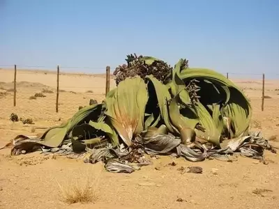 La Welwitschia Mirabilis: Un Prodigio Vegetal de Resistencia Extrema