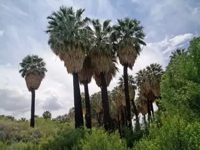 Guía Completa de la Palmera Washingtonia Filifera: Cultivo y Cuidados Esenciales