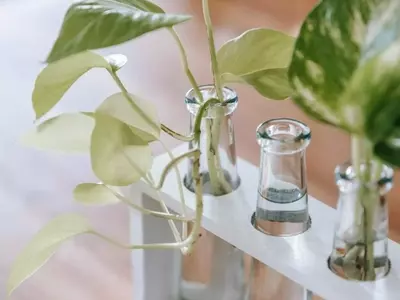 Guía Práctica para Enraizar Vegetales y Hierbas en Agua