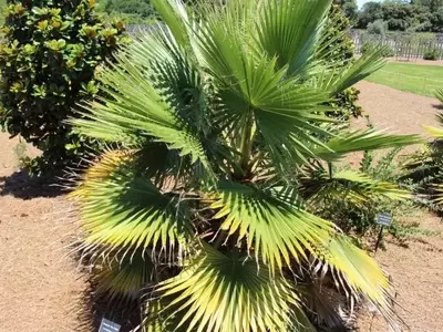 Washingtonia robusta: Guía Completa para el Cuidado y Cultivo de esta Palmera Resiliente