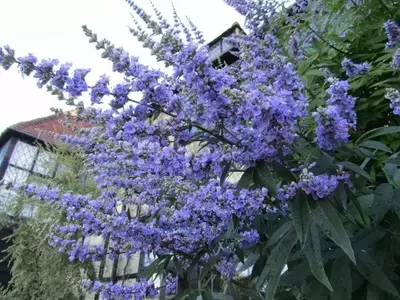 Vitex agnus-castus: El Versátil Arbusto Medicinal y Ornamental que Embellece tu Jardín