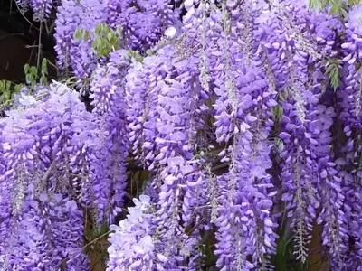La Enigmática Glicinia: Un Vistazo Profundo a la Wisteria Sinensis