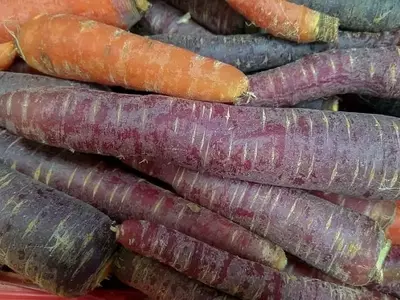 Redescubriendo la Zanahoria Morada: Historia, Beneficios y Cultivo