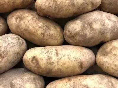 La Madurez de la Patata: Claves para una Cosecha Perfecta y Conservación Duradera