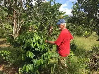 Hormigas, Caos y el Futuro del Cultivo de Café