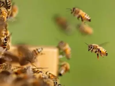 Impacto de los Virus en el Comportamiento de Vuelo de las Abejas Melíferas