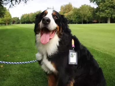 Unraveling the Enigma: The Linguistic Journey of 'Dog'