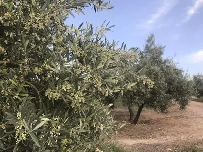 Innovación Sostenible: Hojas de Olivo Convertidas en Valiosos Antioxidantes
