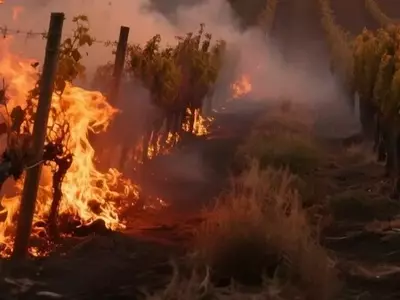 Catástrofe Vitivinícola en Aude: Incendios Devastan Viñedos Franceses y Amenazan la Cosecha Futura
