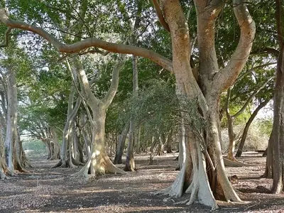 Higueras que transforman CO2 en roca: Una solución climática innovadora