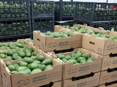 El Futuro del Aguacate en España: Estrategia, Clima y Nuevas Fronteras