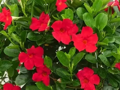 Dipladenia: Belleza Exuberante y Cuidado Sencillo para tu Jardín