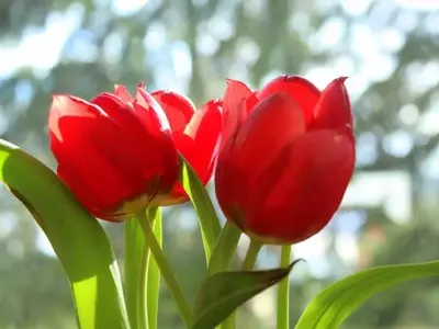 Chubut florece: Campos de Tulipanes en Trevelin y una nueva expansión en 28 de Julio
