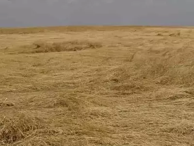 Innovación Canadiense: Avispas Parasitoides Protegen Trigo de Plaga de Mosca Sierra