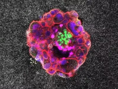 Unveiling Life's First Steps: Real-Time Embryo Implantation Captured