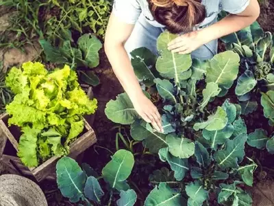 La Importancia Fundamental del Suelo en la Jardinería: Guía Completa para un Cultivo Exitoso
