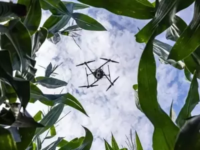 Drones y IA: Revolución en el Monitoreo de la Salud del Maíz