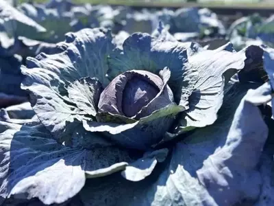 Optimización de Compuestos Saludables en la Col Lombarda Mediante Técnicas de Cultivo Innovadoras