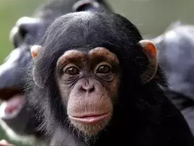 Maternal Influence on Chimpanzee Communication Development