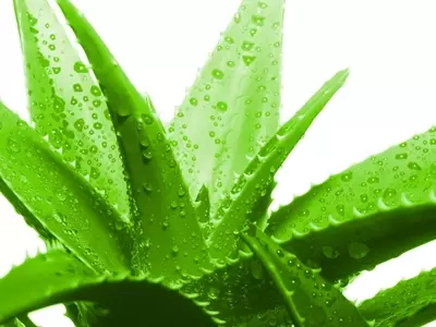 El Auge del Aloe Vera: De Cultivo Local a Fenómeno Global Industrial