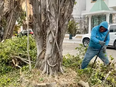 Impacto Ambiental y Consecuencias Legales tras Poda Extrema de Ficus en Guayaquil