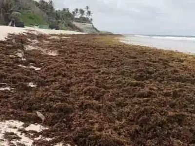 México Transforma el Sargazo en Fertilizantes Orgánicos y Otros Productos Innovadores